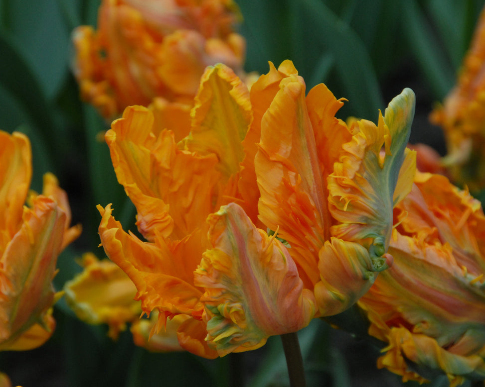 Tulip 'Princess Irene Parrot'