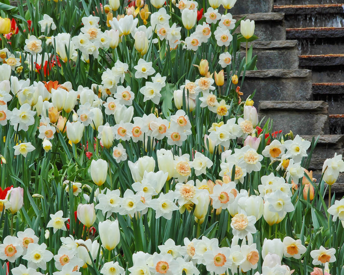 Flower BulbsPurissima Bulbs UK - 5