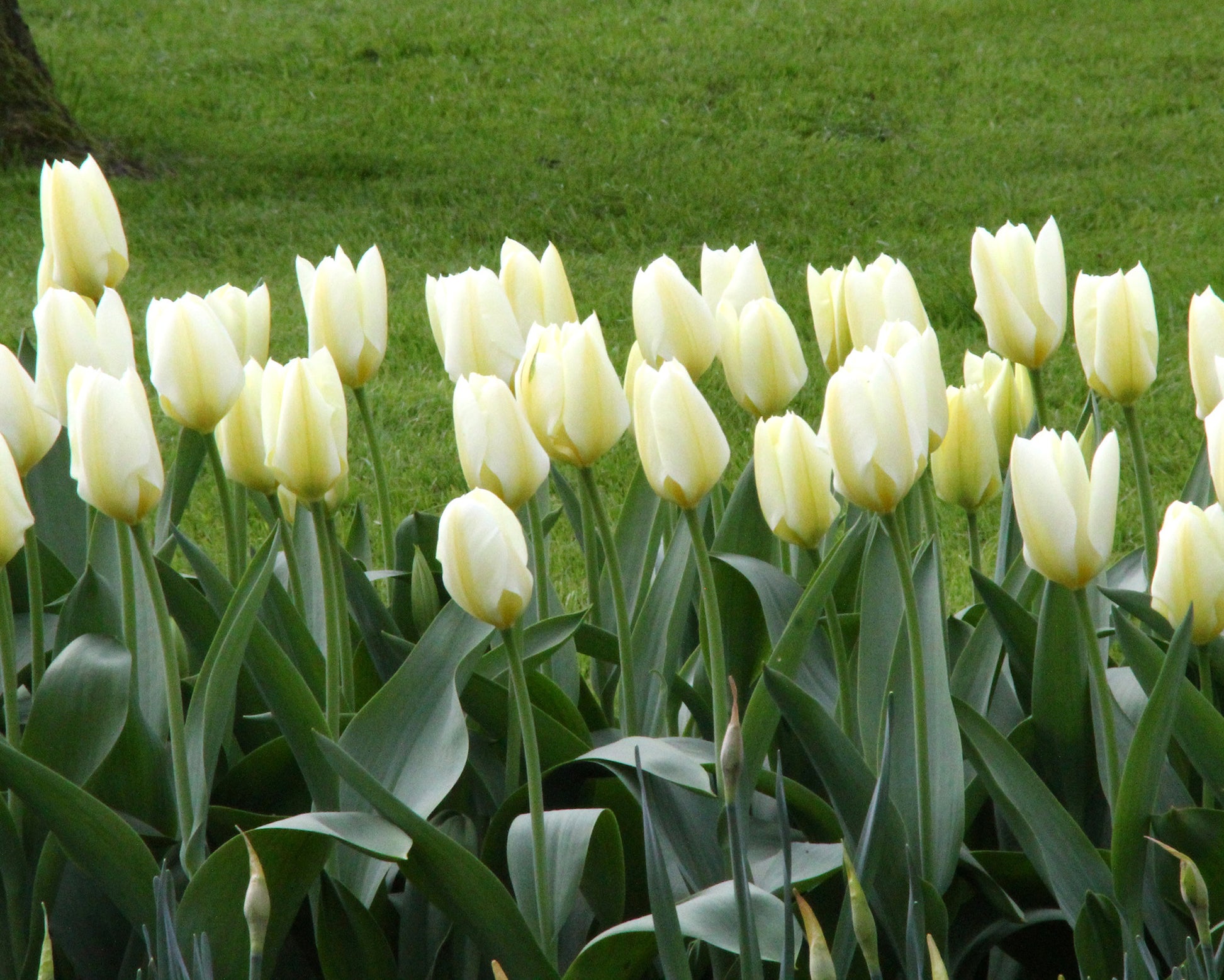 Tulip 'White Emperor' bulbs | Buy Tulip 'Purissima' online at Farmer ...