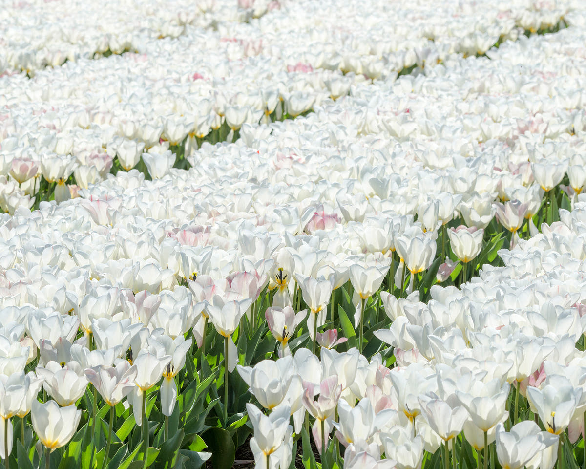 Flower BulbsPurissima Bulbs UK - 3
