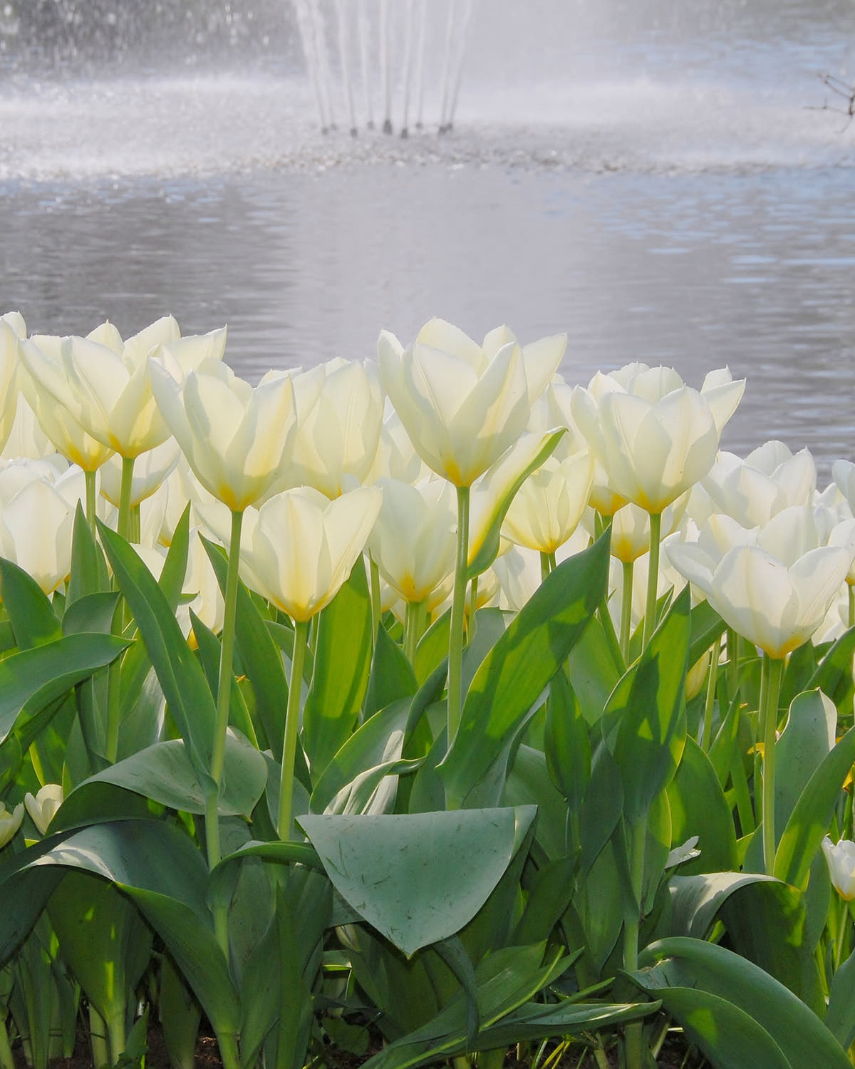 Flower BulbsPurissima Bulbs UK - 1