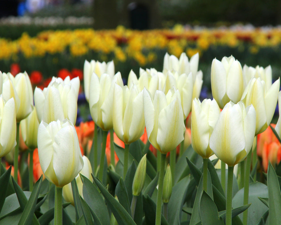 Tulip 'White Emperor'