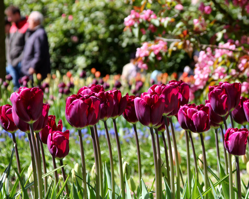 Tulip 'Purple Lady'