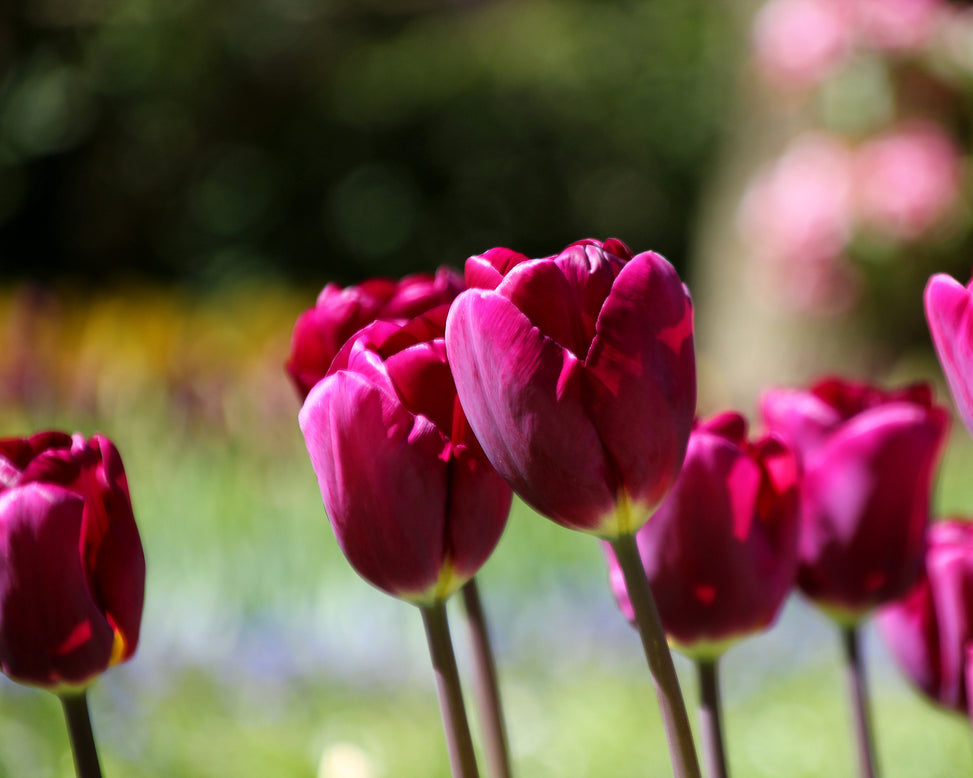 Tulip 'Purple Lady'