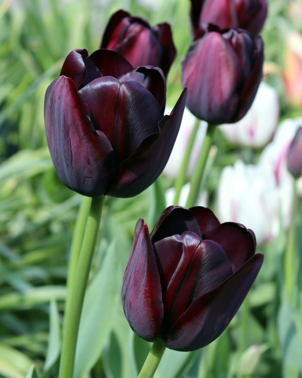 Tulip 'Queen of Night'