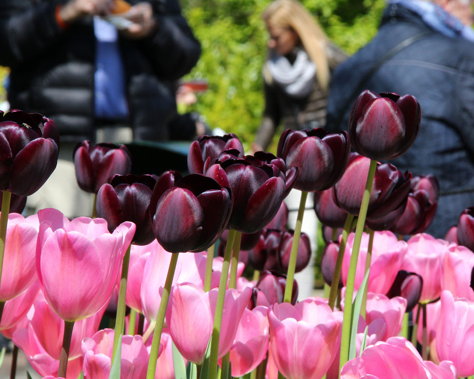 Tulip 'Queen of Night'