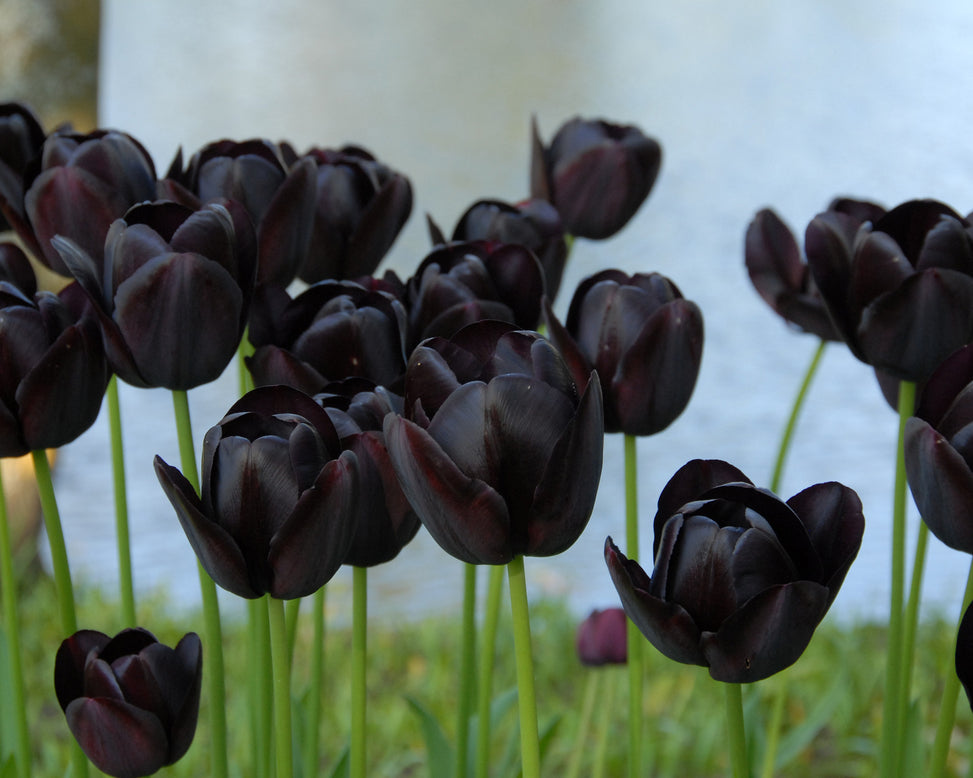 Flower BulbsQueen of Night Bulbs UK - 5