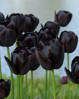 Flower BulbsQueen of Night Bulbs UK - 1