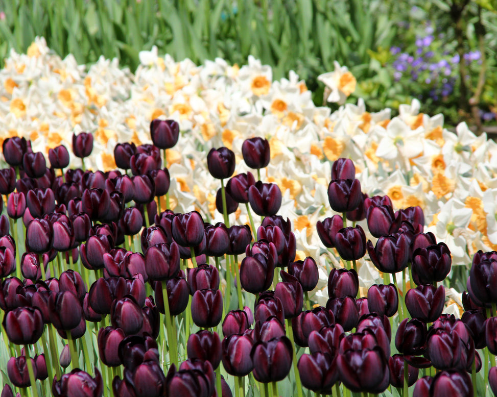 Tulip 'Queen of Night'