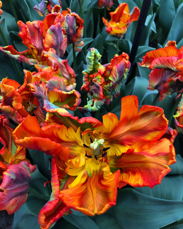 Tulip 'Rasta Parrot'