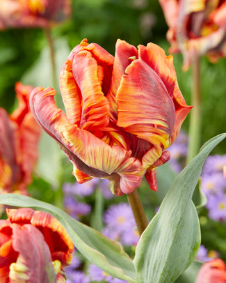 Tulip 'Rasta Parrot'