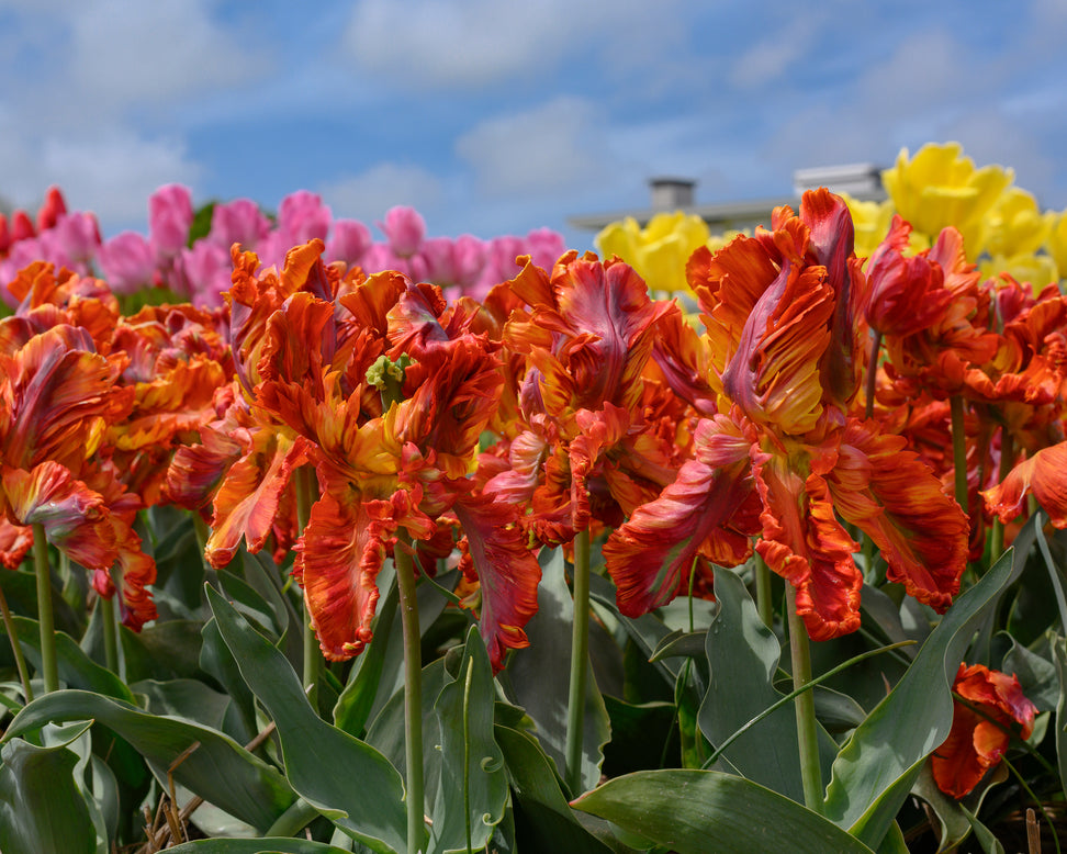 Tulip 'Rasta Parrot'