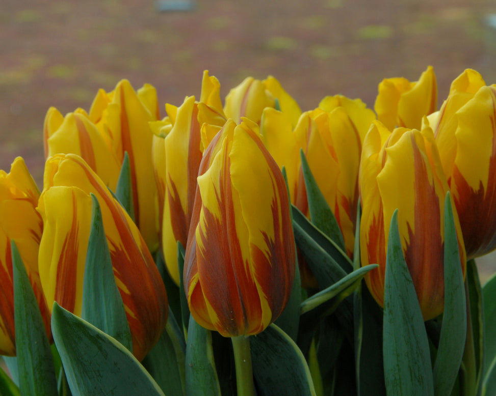 Tulip 'Ravana'