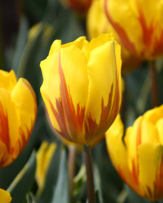 Tulip 'Ravana'