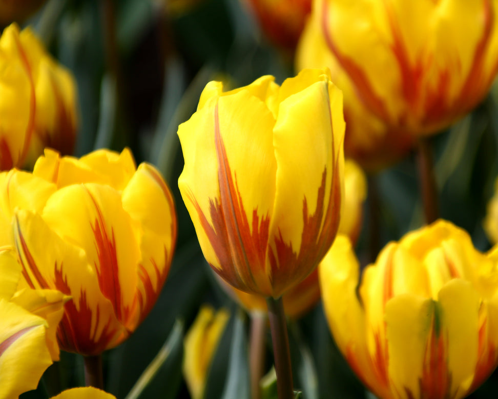 Tulip 'Ravana'