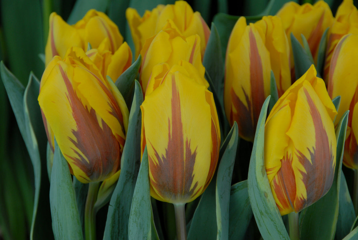 Tulip 'Ravana'