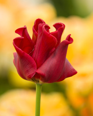 Tulip 'Red Dress'
