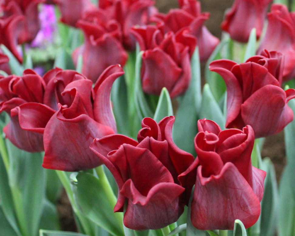 Tulip 'Red Dress'