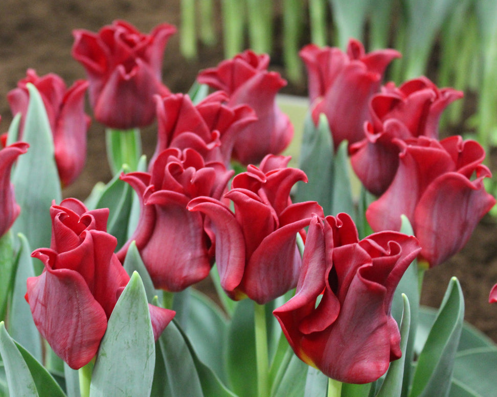 Tulip 'Red Dress'