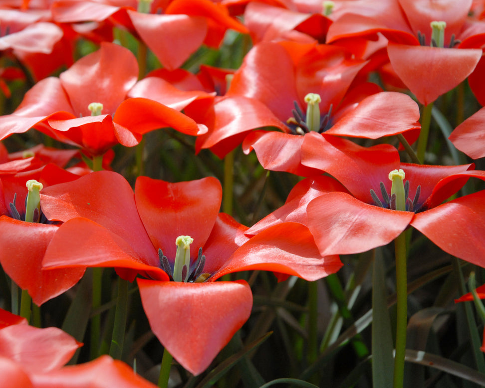 Tulip 'Red Hunter'
