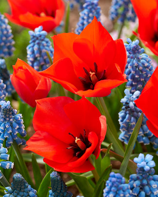 Tulip 'Red Hunter'