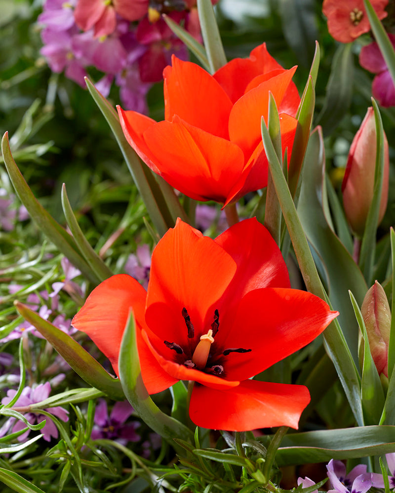 Tulipa Red Ranger Tulipa linifolia (Batalinii Group) 'Red Hunter' bulbs | Buy online at ...