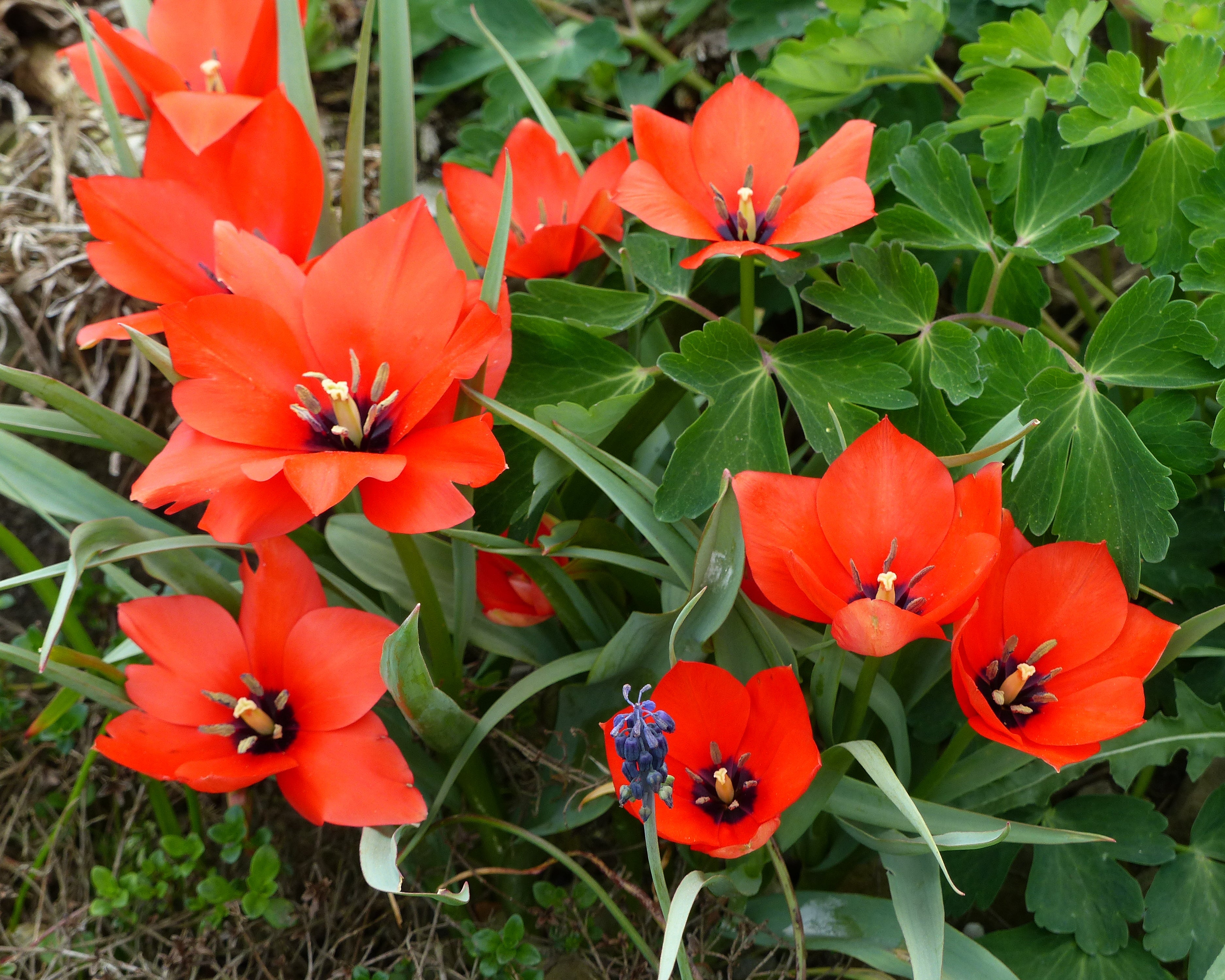 Tulipa Red Ranger Tulipa linifolia (Batalinii Group) 'Red Hunter' bulbs | Buy online at ...