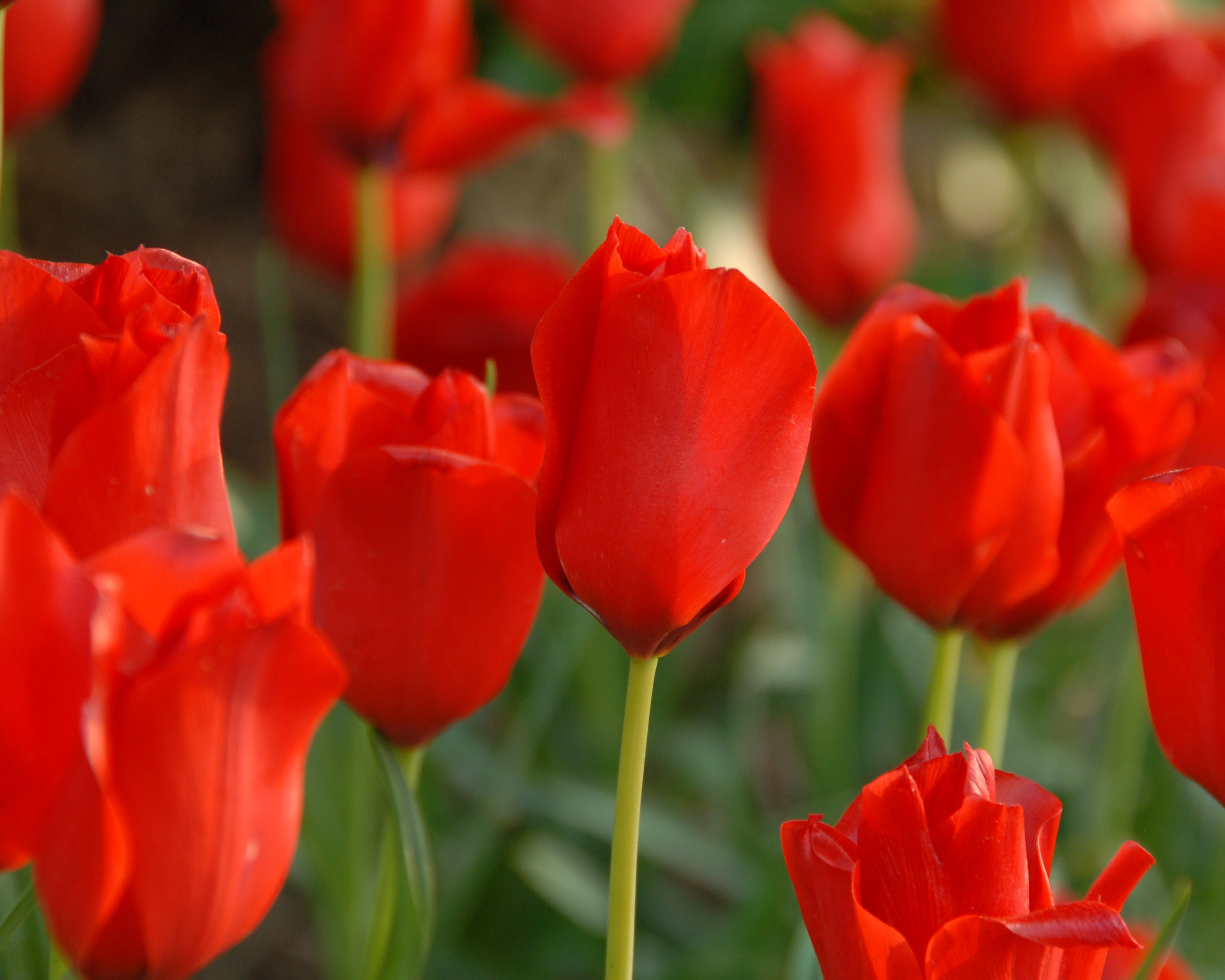 Tulipa Red Ranger Tulipa linifolia (Batalinii Group) 'Red Hunter' bulbs | Buy online at ...