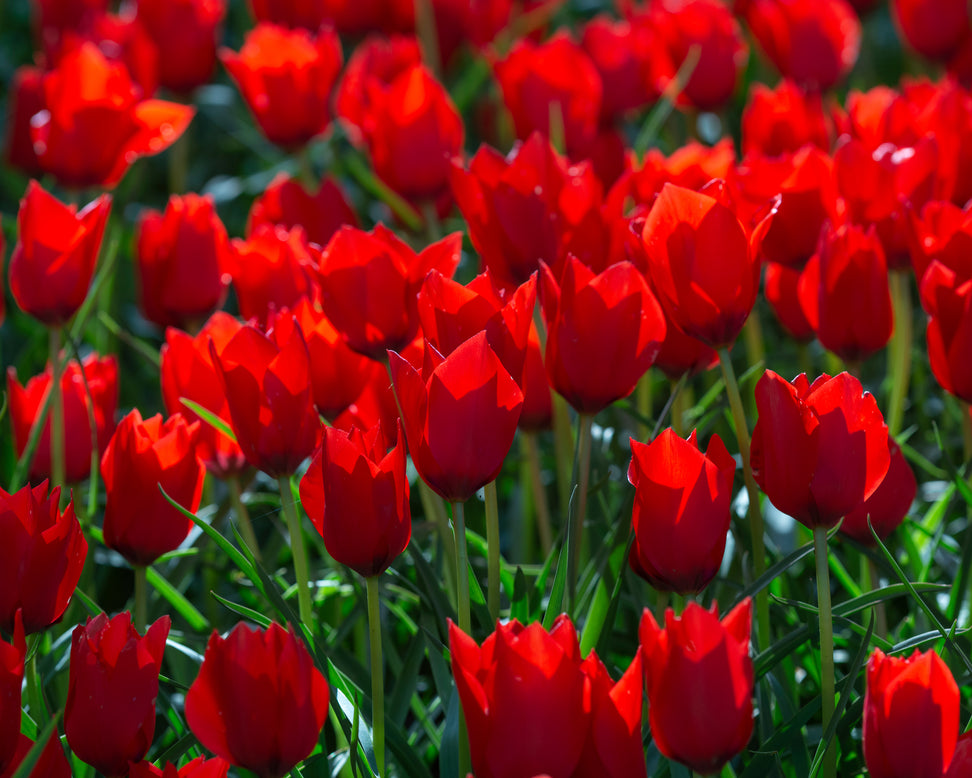 Tulip 'Red Hunter'
