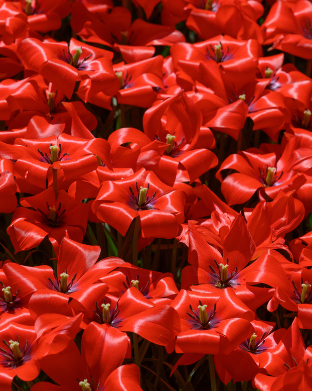 Tulip 'Red Hunter'