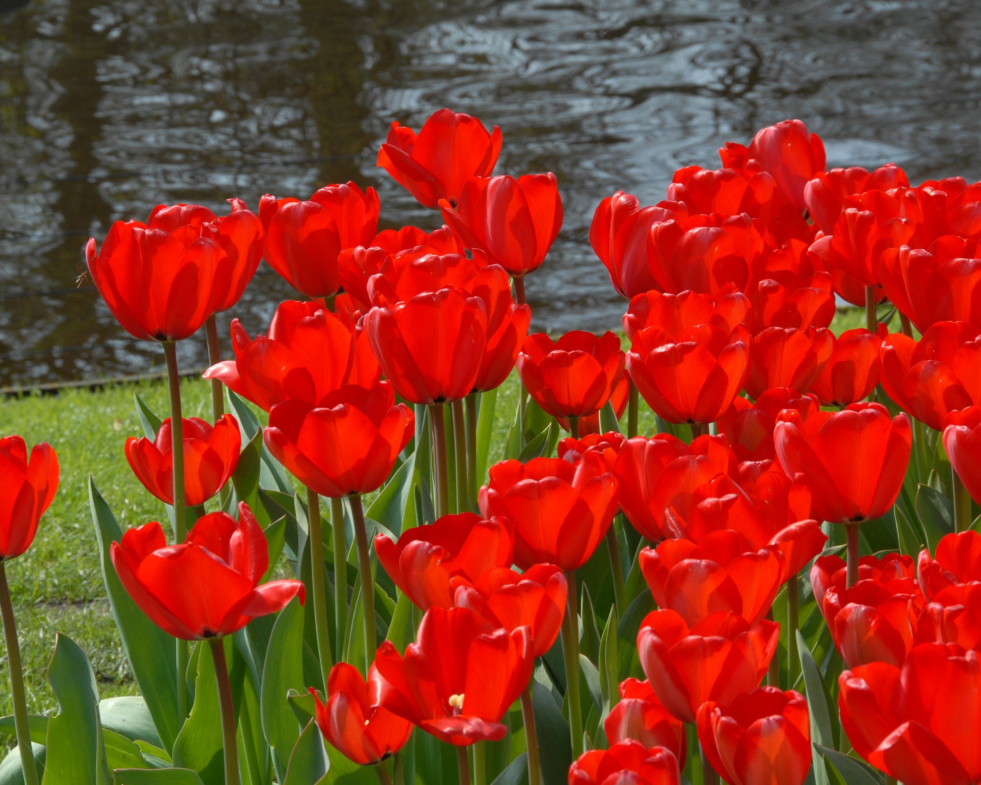 Tulip 'Red Impression' bulbs | Buy online at Farmer Gracy UK