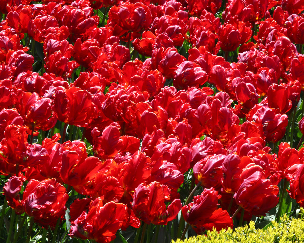 Tulip 'Red Parrot'