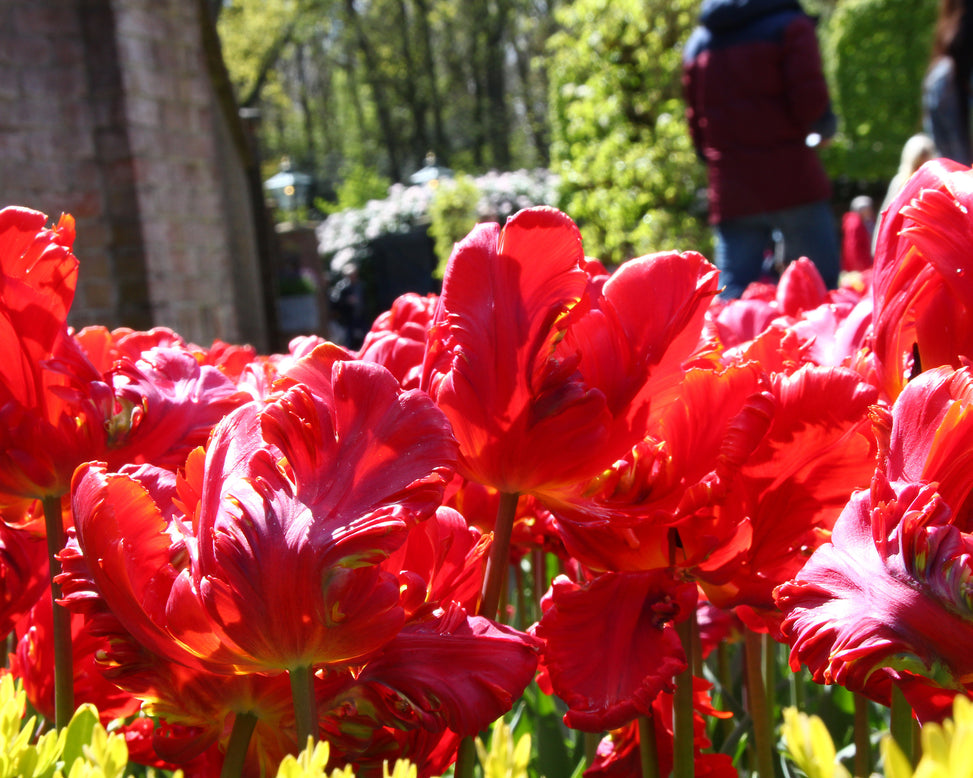 Tulip 'Red Parrot'
