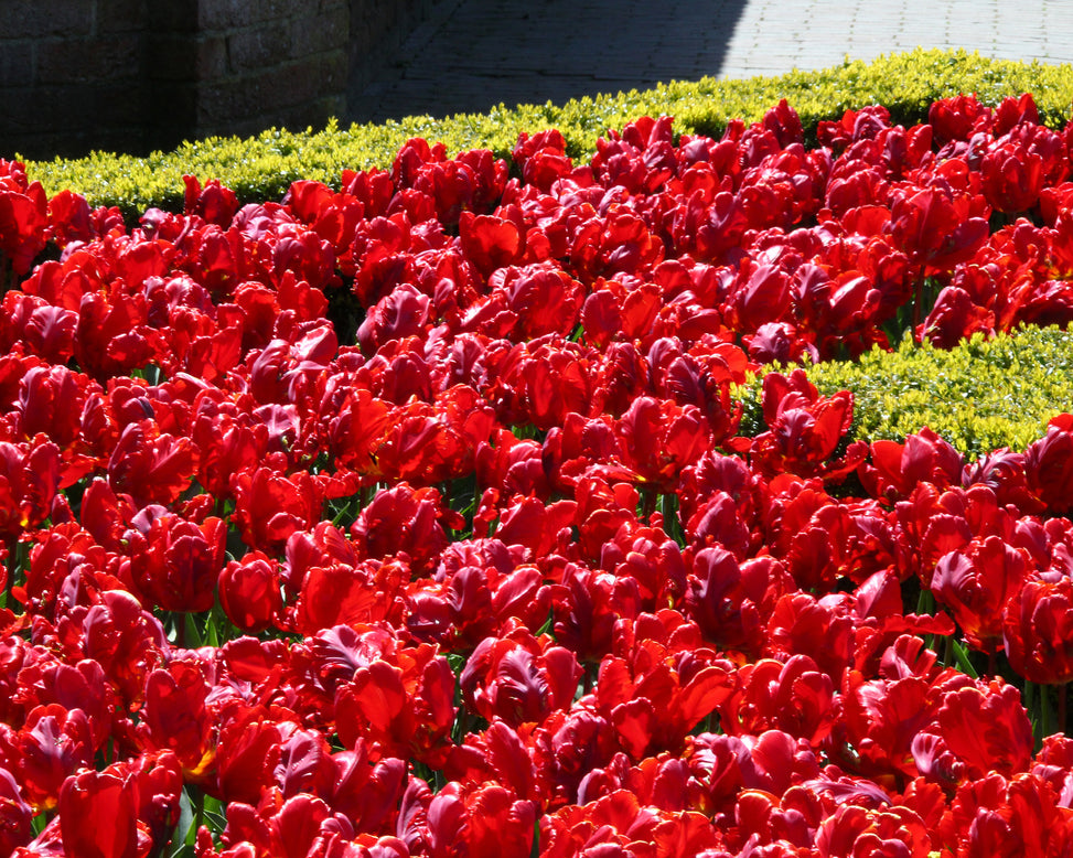 Tulip 'Red Parrot'