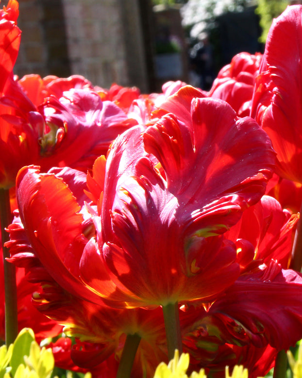 Tulip 'Red Parrot'