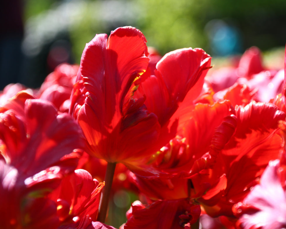 Tulip 'Red Parrot'