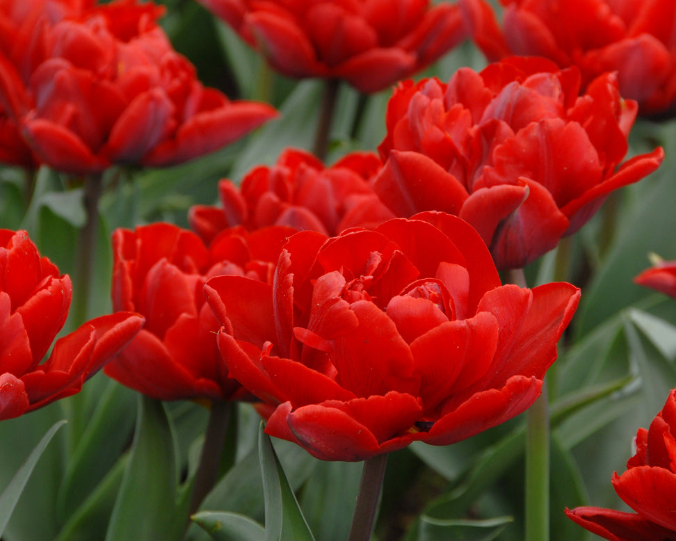 Tulip 'Red Princess'