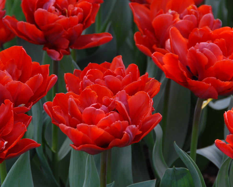 Tulip 'Red Princess'