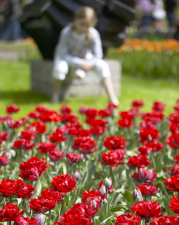 Tulip 'Red Princess'