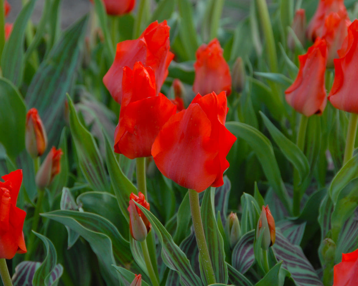 Flower BulbsRed Riding Hood Bulbs UK - 3