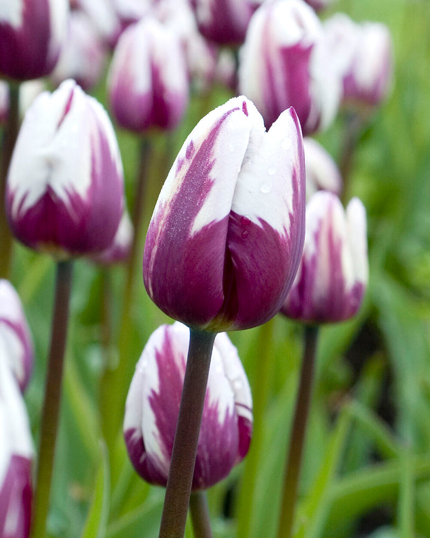Tulip 'Rems Favourite'