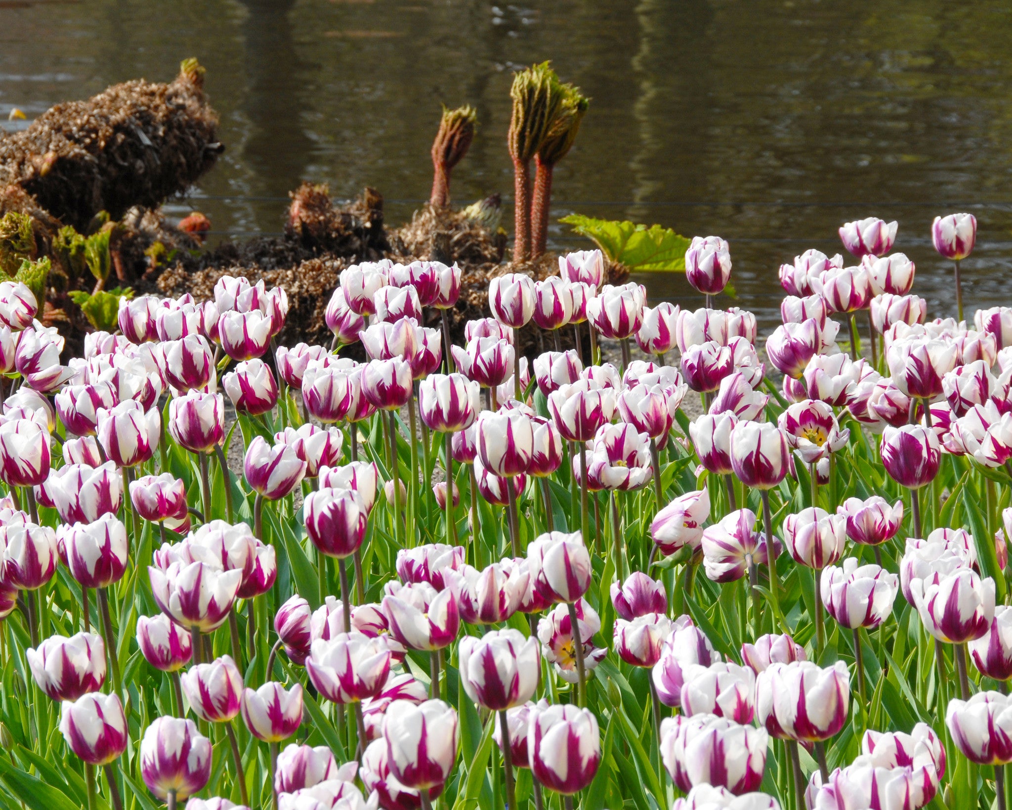 Tulip Rems Tulip 'Rems Favourite' bulbs | Buy online at Farmer Gracy UK