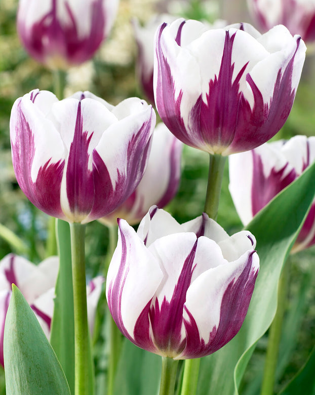 Tulip 'Rems Favourite'