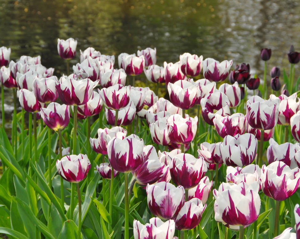 Tulip 'Rems Favourite'