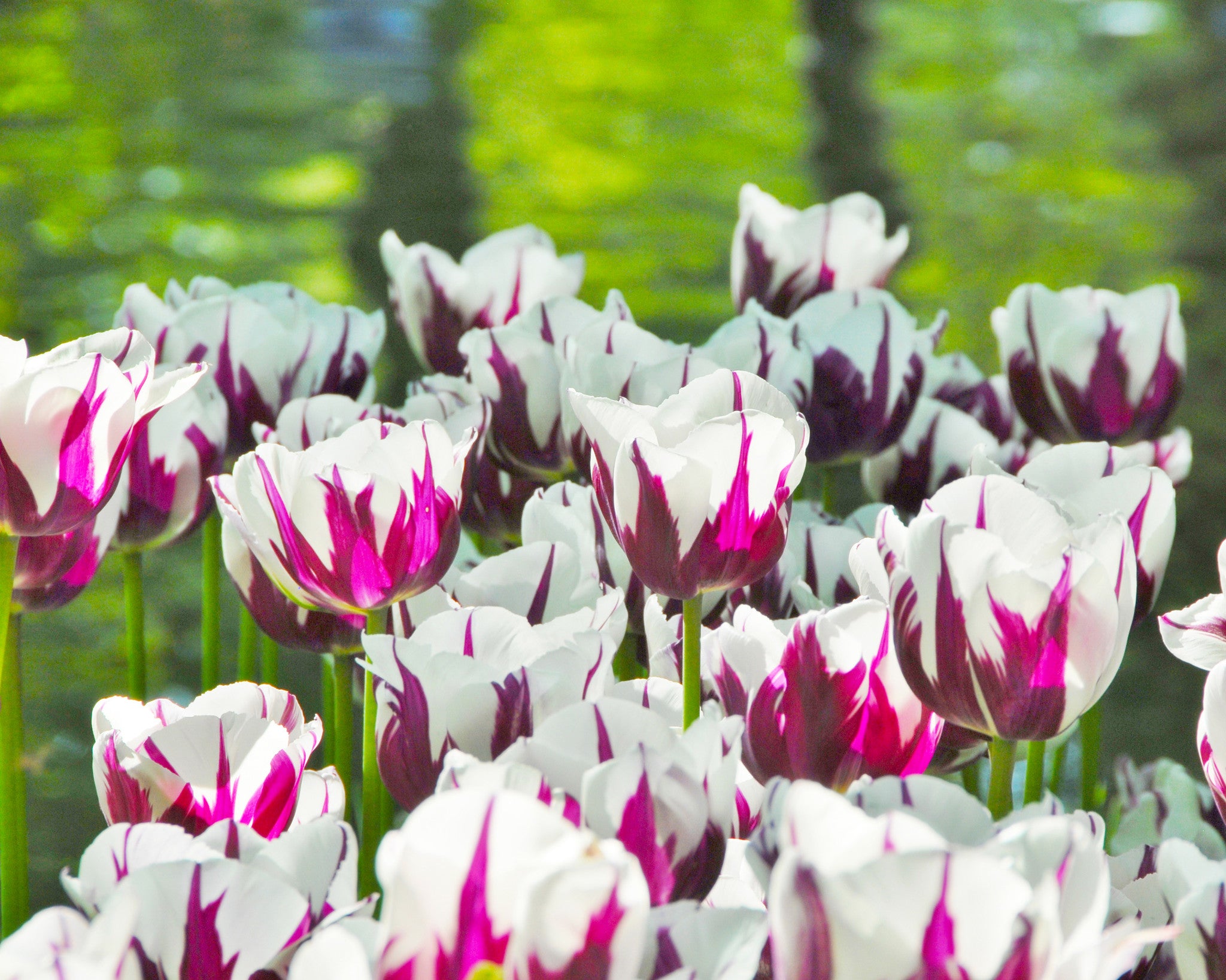 Tulip Rems Tulip 'Rems Favourite' bulbs | Buy online at Farmer Gracy UK