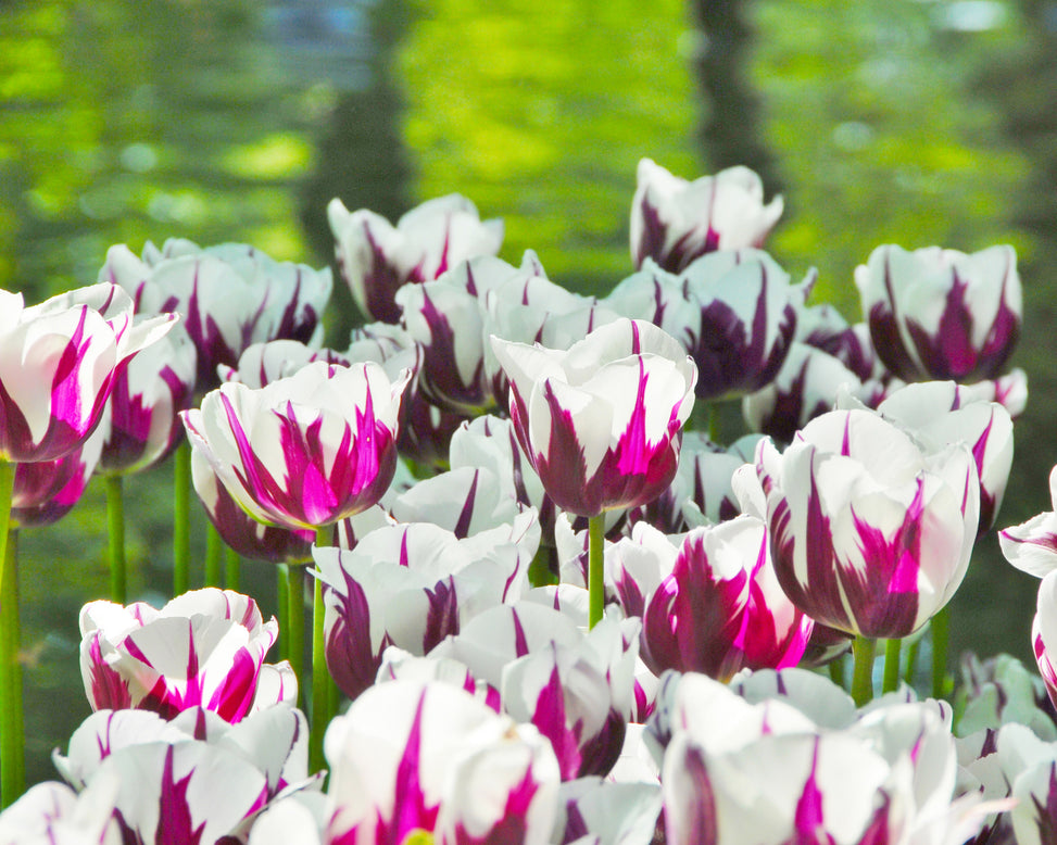 Tulip 'Rems Favourite'