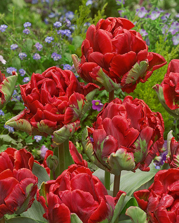 Tulip 'Rococo Double'