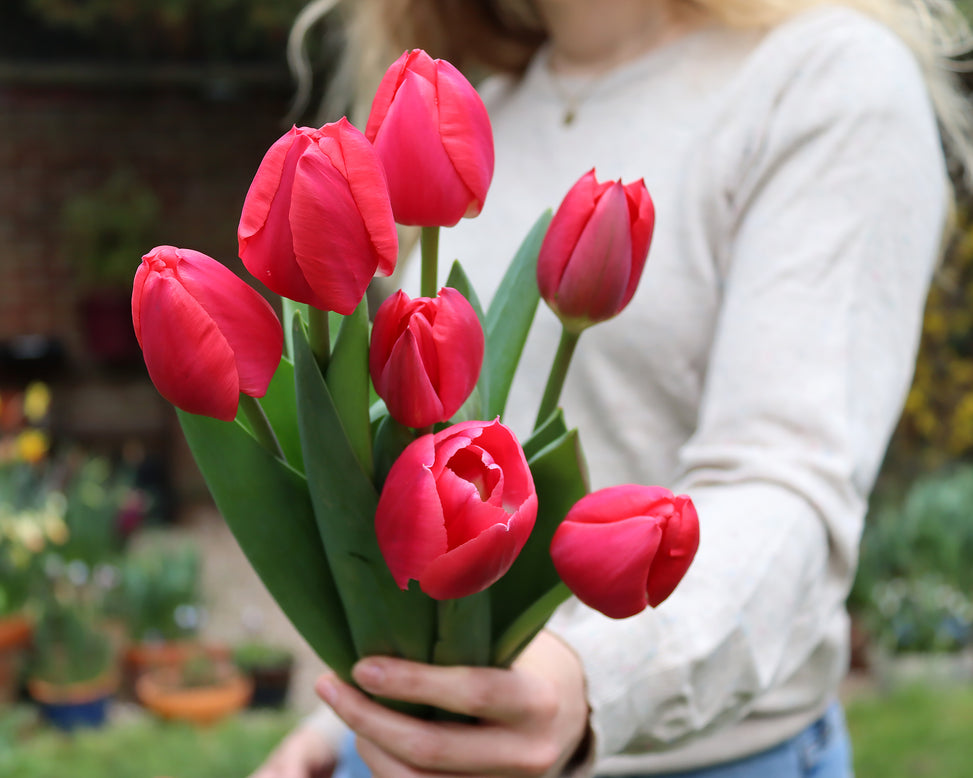 Tulip 'Rosy Delight'