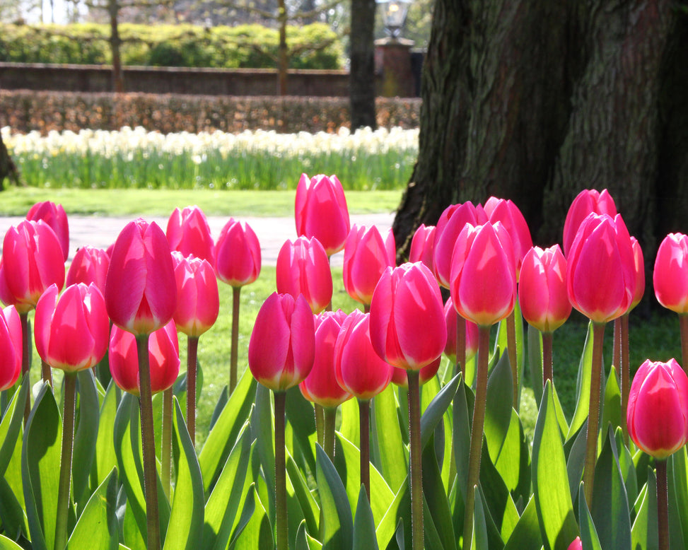 Tulip 'Rosy Delight'