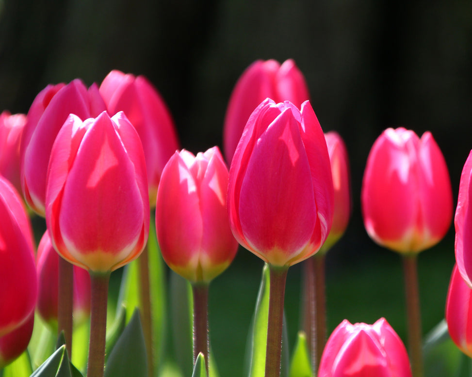 Tulip 'Rosy Delight'